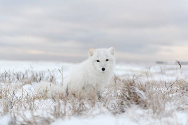 istock Arctic fox (Vulpes Lagopus) in wilde tundra. Arctic fox sitting. 1319840769