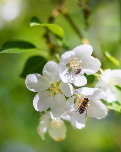 istock A fly on the white flowers of an apple tree 1319840797