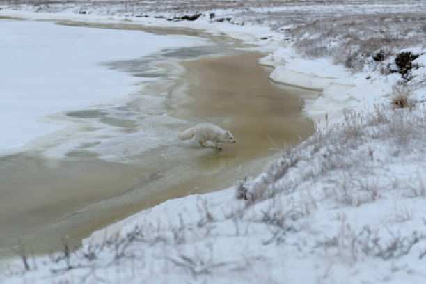 istock Wild arctic fox (Vulpes Lagopus) in tundra in winter time. 1319841432