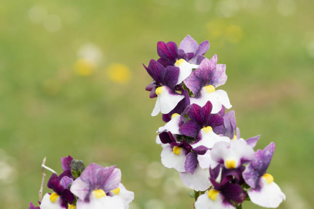 Close up of painted plum nemesia flowers in bloom