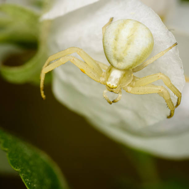 istock Spider crab sits on a white flower 1319841933