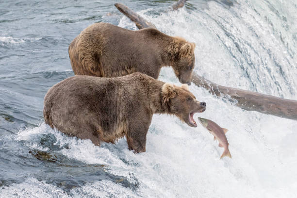 oso pardo capturando salmón en brooks falls en alaska - brown bear alaska katmai national park animal fotografías e imágenes de stock