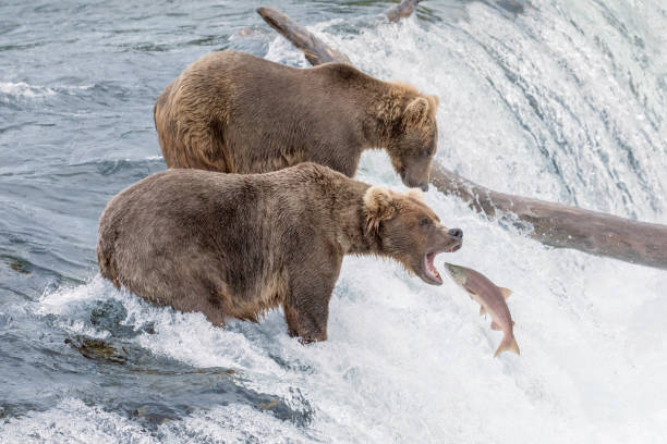 orso bruno che cattura salmone alle brooks falls in alaska - sockeye salmon immagine foto e immagini stock