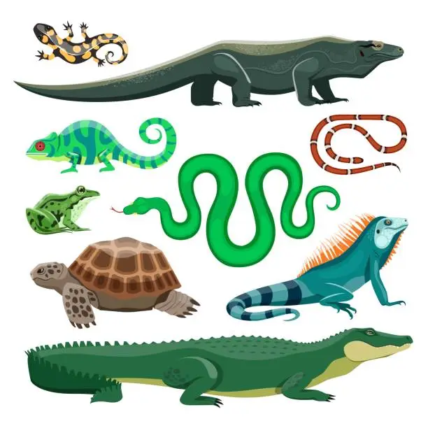Vector illustration of Reptiles and amphibians. Lizard, crocodile, turtle, snake, iguana, salamander, frog, chameleon. Terrarium pet reptile, pond animals vector set