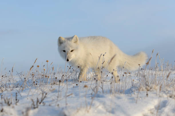istock Beautiful arctic fox in wilde winter tundra. 1319842913