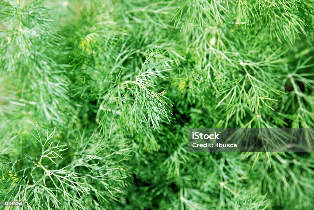 Os ingredientes frescos: fernleaf Endro - Royalty-free Biologia Foto de stock