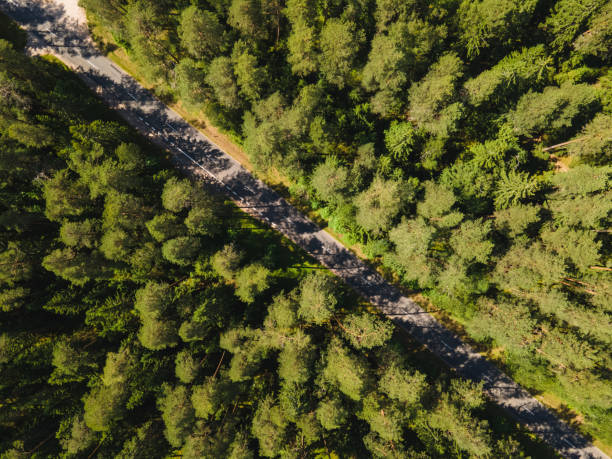 istock Forest road aerial view, rural Lithuania 1319844878