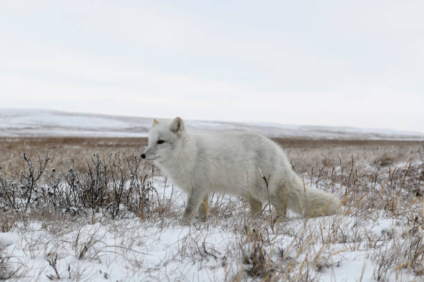 istock Wild arctic fox (Vulpes Lagopus) in tundra in winter time. 1319845672