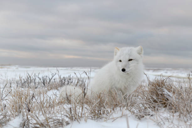 istock Arctic fox (Vulpes Lagopus) in wilde tundra. Arctic fox sitting. 1319845749