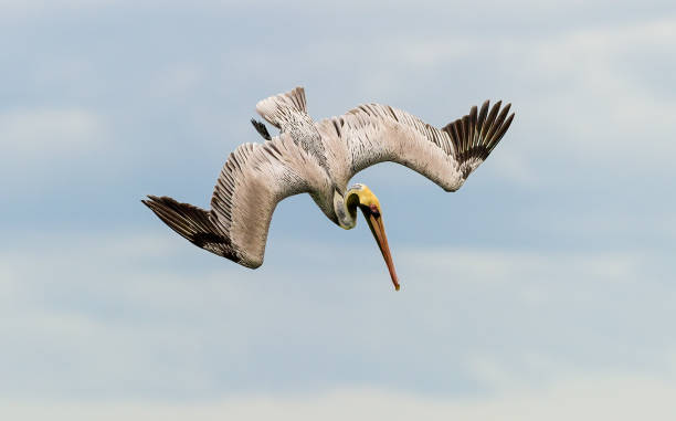 istock Pelican Diving Flying Hunting 1319845962
