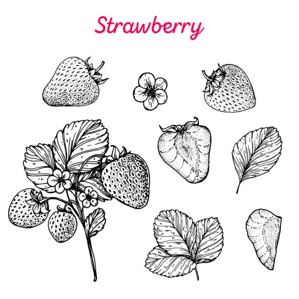 ilustrações de stock, clip art, desenhos animados e ícones de strawberry hand drawn vector illustration. strawberries sketch. vector illustration. black and white. - morango