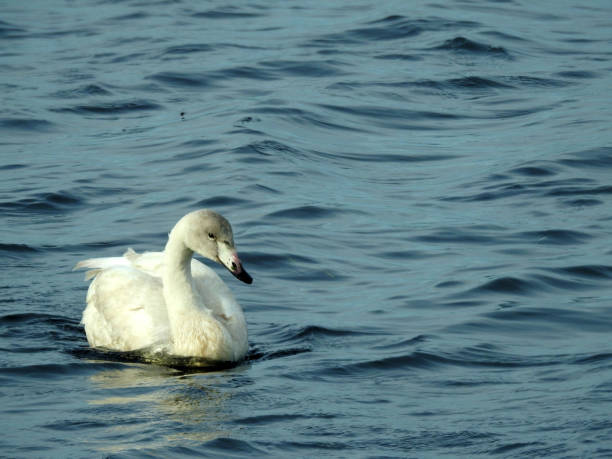 istock Juvenile Whooper Swan Paddling 1319846258