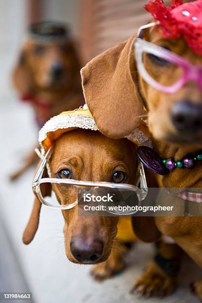 かわいい犬眼鏡 - かわいがられているペットのストックフォトや画像を多数ご用意 - かわいがられているペット, つかまえる, アイデア