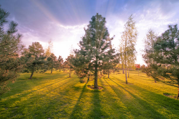 Enchanted autumn dense dark forest. Rays of light break through the thick crowns of trees.