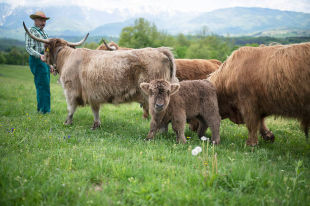 istock Farmer with highland cattle outdoor. 1319848543