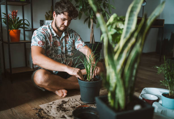 istock Young man planting flowers at home. 1319848569