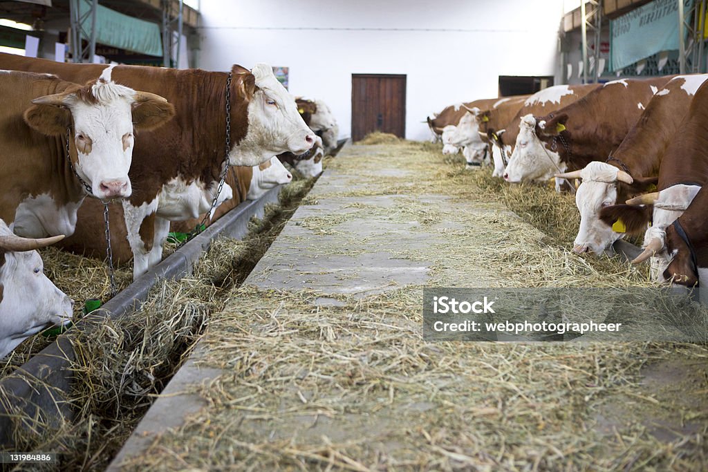 Mucche in Fienile - Foto stock royalty-free di Bovino domestico