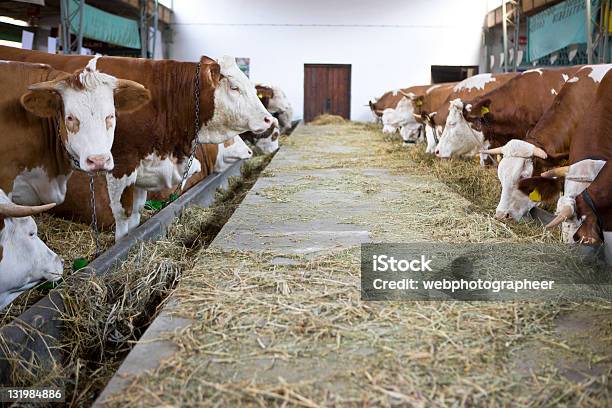 Mucche In Fienile - Fotografie stock e altre immagini di Bovino domestico - Bovino domestico, Scuderia, Vacca