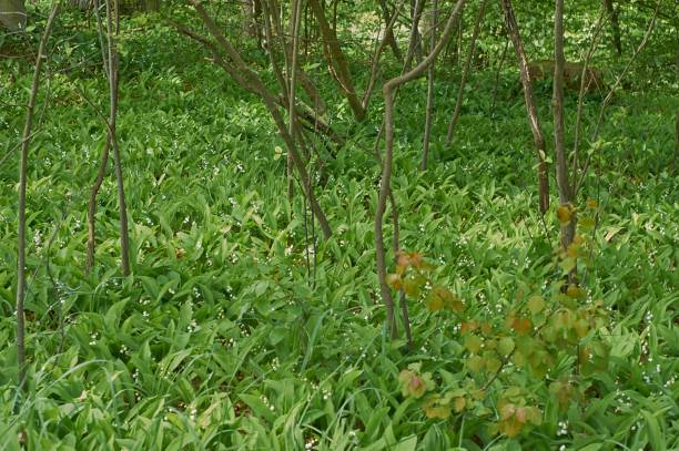 istock Lily of the valley 1319848981