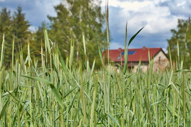 istock Living behind the grain field 1319849011