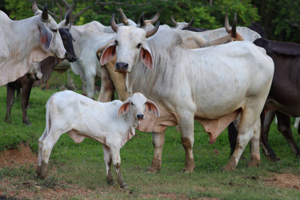 istock Livestock of Colombia 1319849748