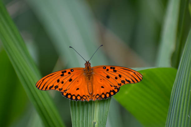 istock Gulf Fritillary (Agraulis vanillae) butterfly 1319849834
