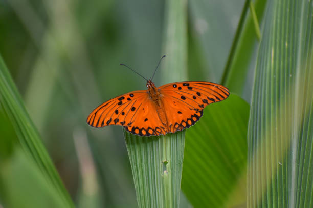 istock Gulf Fritillary (Agraulis vanillae) butterfly 1319849855