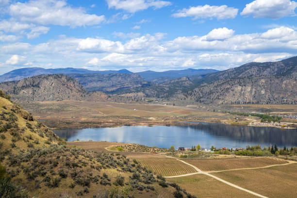 winnica osoyoos krajobrazowa dolina okanagan - okanagan vineyard canada orchard zdjęcia i obrazy z banku zdjęć