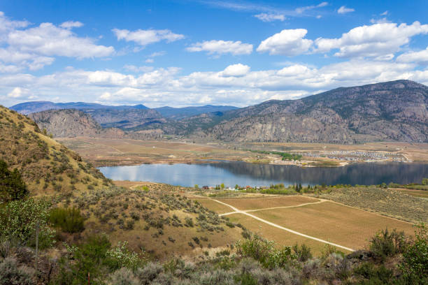 winnica osoyoos krajobrazowa dolina okanagan - okanagan vineyard canada orchard zdjęcia i obrazy z banku zdjęć