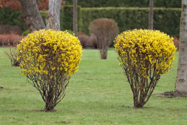 Yellow flowering forsythia bushes on a green lawn.