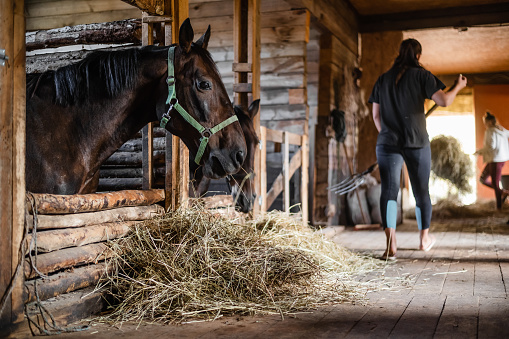 In the wooden stable on the ranch, lunch begins, the owner distributes hay to his horses.