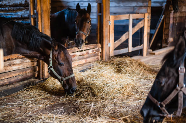 istock Spacious, cozy and clean stable with happy and eating horses 1319852337