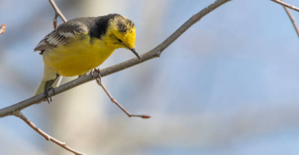 istock Western Yellow Wagtail, sitting on a branch and singing 1319852381