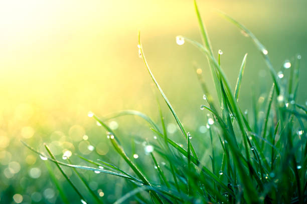 istock Summer background, dew drops on green grass. 1319852640