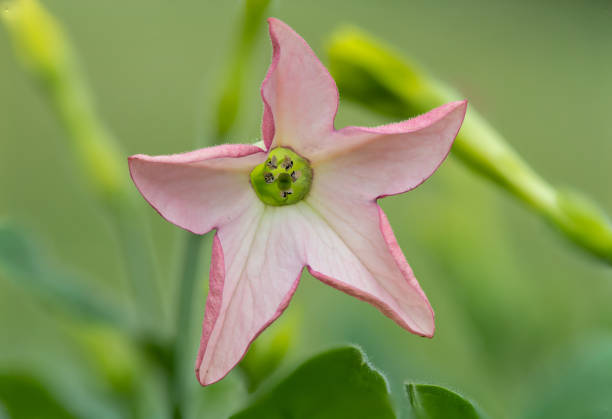 Close up of a pink flower on a tobacco (nicotiana) plant