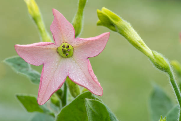 Close up of a pink flower on a tobacco (nicotiana) plant covered in water droplets