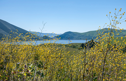 Santa Maria, CA, USA - April 8, 2010: Twitchell Reservoir in the foothills of Los Padres mountain range under blue sky. Fronted by ranch land and yellow mustard flowers.