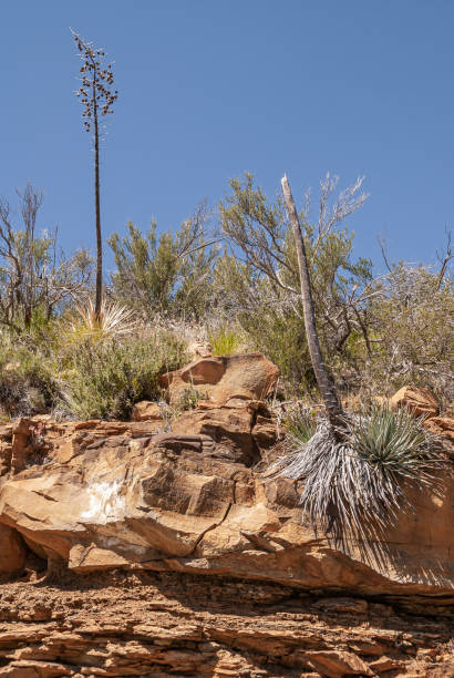 istock Yucca cacti in Los Padres National Forest, CA, USA. 1319854912