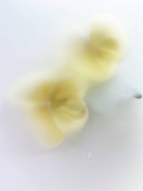 istock Two yellow violet flowers 1319855203