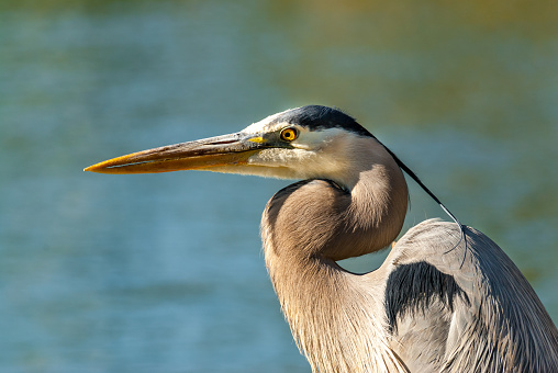 The Great Blue Heron (Ardea herodias) is a large wading bird common near open water and wetlands in North America, Central America, the Caribbean and the Galápagos Islands. It is the largest of the heron family native to North America. Blue herons are distinguished by slate-blue colored flight feathers, long legs and a long neck which is curved in flight. The face and head are white with black stripes. The long-pointed bill is a dull yellow. The great blue heron is found throughout most of North America from Alaska through Florida, Mexico, the Caribbean and South America. East of the Rocky Mountains herons are migratory and winter in the coastal areas of the Southern United States, Central America, or northern South America. Great blue herons thrive in almost any wetland habitat and rarely venture far from the water. The blue heron spends most of its waking hours hunting for food. The primary food in their diet is small fish. It is also known to feed opportunistically on other small prey such as shrimp, crabs, aquatic insects, rodents, small mammals, amphibians, reptiles, and birds. Herons hunt for their food and locate it by sight. Their long legs allow them to feed in deeper waters than other waders are able to. The common hunting technique is to wade slowly through the water and spear their prey with their long, sharp bill. They usually swallow their catch whole. The great blue heron breeds in colonies called rookeries, located close to lakes and wetlands. They build their large nests high up in the trees. This heron was photographed while hunting by Walnut Canyon Lakes in Flagstaff, Arizona, USA.