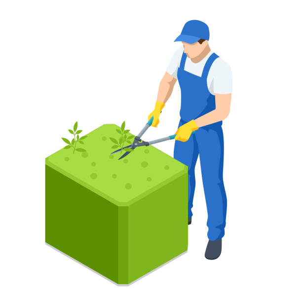 illustrations, cliparts, dessins animés et icônes de travail agricole. jardinier isométrique travailler sur l’arbuste, enlever l’excès de congé. les mains d’homme coupent des branches des buissons avec des ciseaux d’élagage de main. jardinier parant et aménagement paysager buissons verts. - sécateur