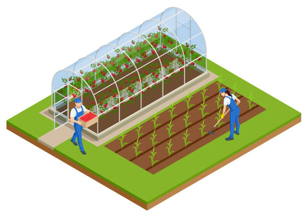 изометрическая теплица изолирована на белом. выращивание саженцев в теплице. растения культур в теплице - strawberry tomato stock illustrations
