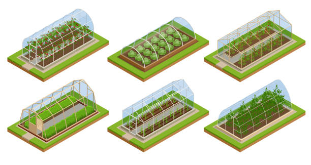 ilustrações de stock, clip art, desenhos animados e ícones de isometric greenhouse isolated on white. growing seedlings in glasshouse. plants crop in greenhouse - greenhouse