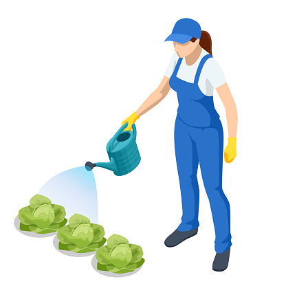 istock Agricultural work. Isometric farmer watering cabbage planting. Woman watering cabbage garden with water can. Farming activity of farmer. Work in the garden. 1319856115