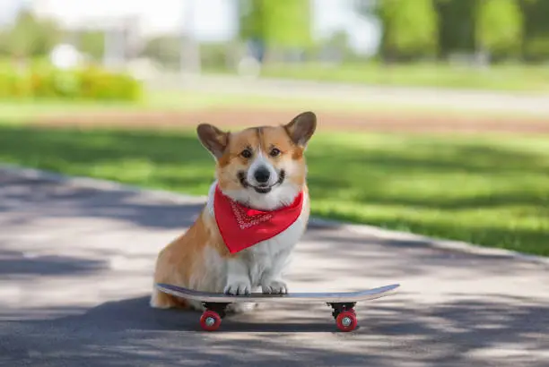 Photo of corgi dog puppy with big ears rides and poses on a skateboard on a city street in a summer sunny park