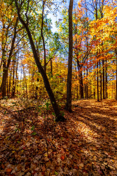 istock Light seeping through every possible way into the woods - Fall in Central Ontario, Canada 1319857078