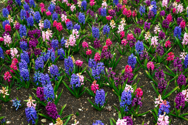 istock Hyacinths in the park 1319857116