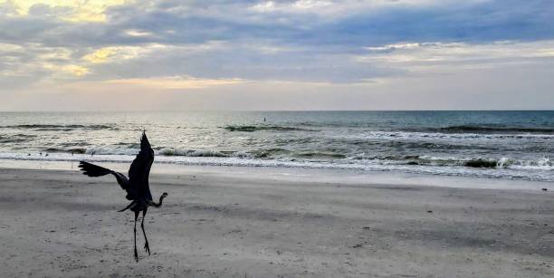 istock Florida Gulf Coast Seabird 1319857464