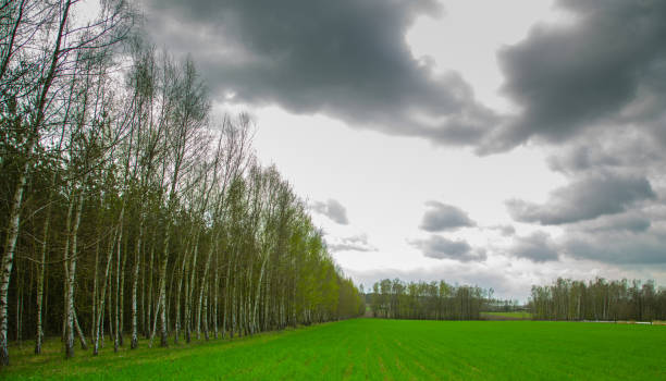 istock A view of the field and forest 1319857679