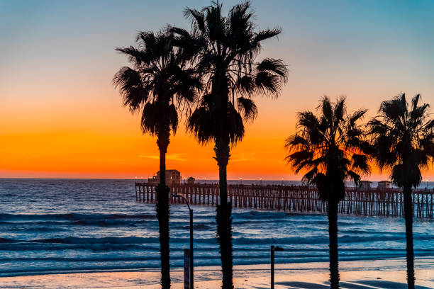 Silhouetted palms trees are highlighted against sunset sky with Oceanside Pier Oceanside Pier with it's street lights on is surrounded by silhouetted palm trees and sits on the edge of the Pacific Ocean in the golden light of sunset in Southern California. san diego stock pictures, royalty-free photos & images